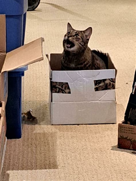 50 Times Cats Hilariously Fell For The “Traps” Their Owners Used To ...