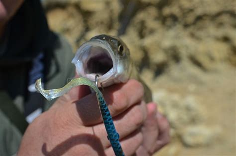 bass lure mouth  photo  pixabay