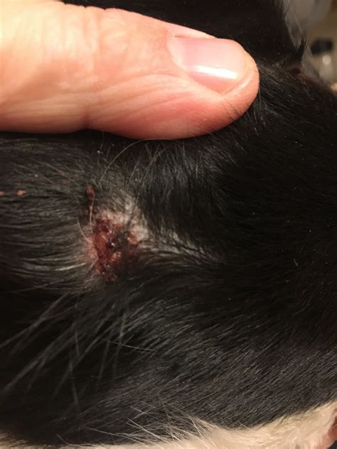 I pulled a tick off of my dog, Burt, 2 weeks ago. It was engorged but