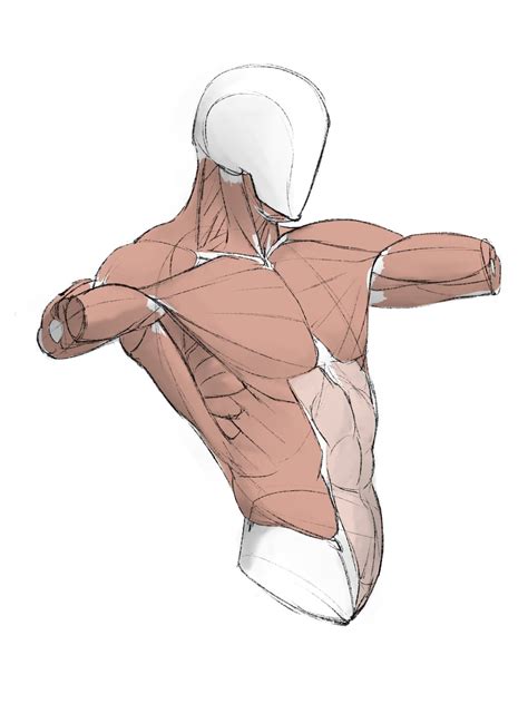 Идеи на тему «Anatomy» (49) в 2025 г | анатомический рисунок ...