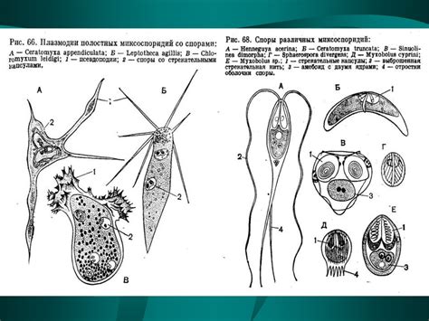 Систематика найпростіших. Тип microspora - презентация онлайн