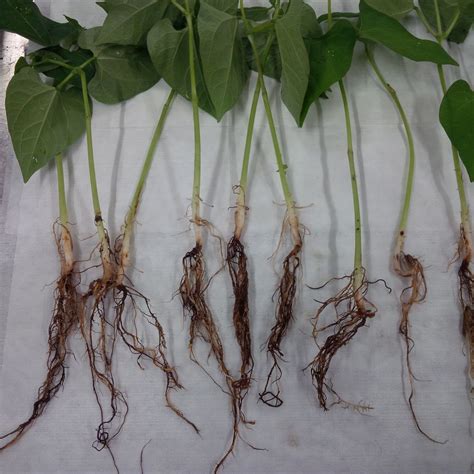 Root Rot Complex – Dry Bean Agronomy