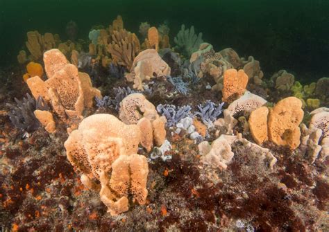 Ocean Creatures, Corals, Marine Life, Diversity, Sponge, Underwater ...