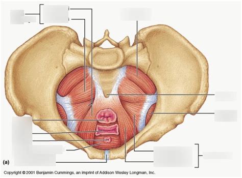 pelvic muscle Diagram | Quizlet