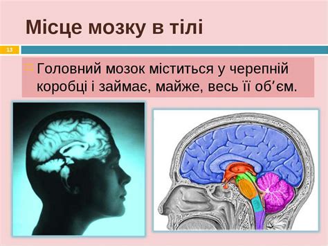 Головний мозок - презентація з біології