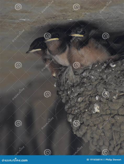 Barn Swallow Chicks in Their Mud Nest Inside of an Abandoned Building ...