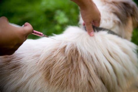 Can I Give My Dog a Rabies Shot at Home - Expert Advice