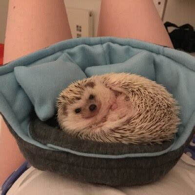 Cuddle Cup. Pet Sofa. Hedgehog and Small Guinea Pig Bed. Small Pet Beds ...