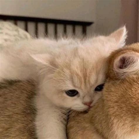 котики | Cute cats photos, Cute animals, Cat memes