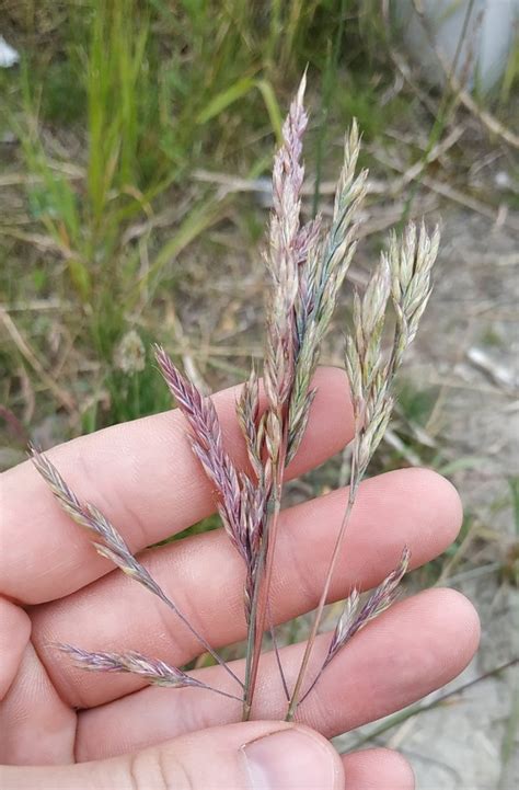Festuca rubra - Изображение особи - Плантариум