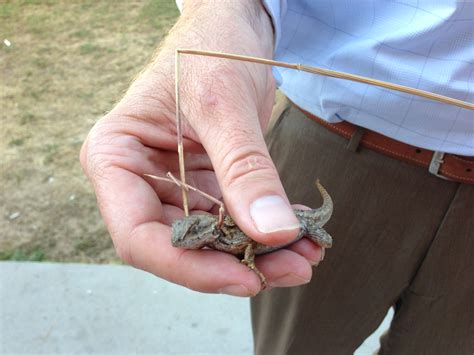 The Best Way to Catch a Blue-Belly Lizard (or Western Fence Lizard)