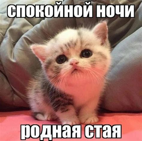 Тест-турнир Спокойной ночи!
