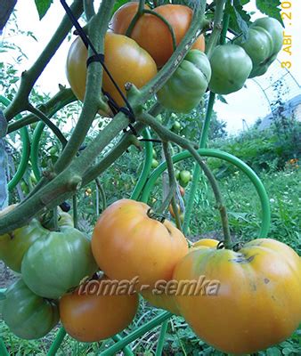 Томат Бизон желтый: отзывы, фото, характеристика | tomatland.ru