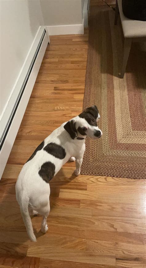 Good luck trying to figure out what breed my lovable idiot is : r/IDmydog