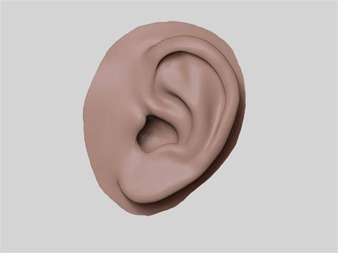 Ear Free 3D Model - .blend - Free3D