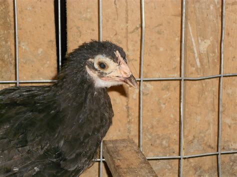 jersey giant roosters 8