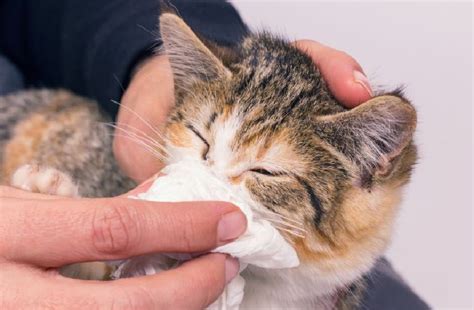cat flu symptoms treatment     burungkacercom