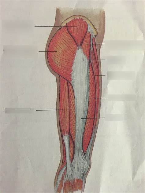 lateral  hip  thigh muscle anatomy diagram quizlet
