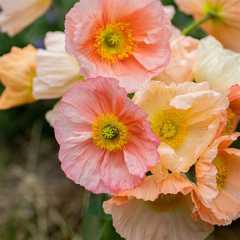 Poppy (Papaver nudicaule Colibri® Dolce Vita Mix) in the Poppies