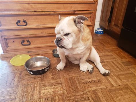 Sherman has never been fed in his entire life. : r/Bulldogs