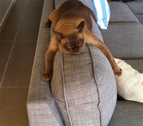 16 of the Laziest Cats on the Planet