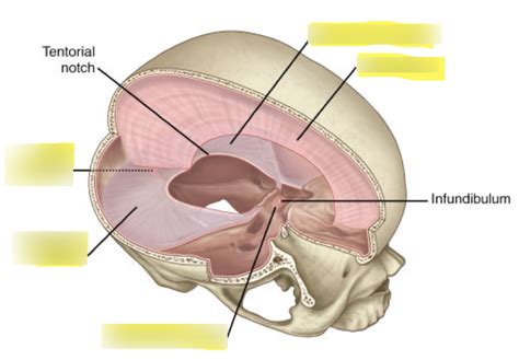 Dural Reflections Diagram | Quizlet