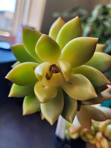 changing seasons lead  sun scald  succulents