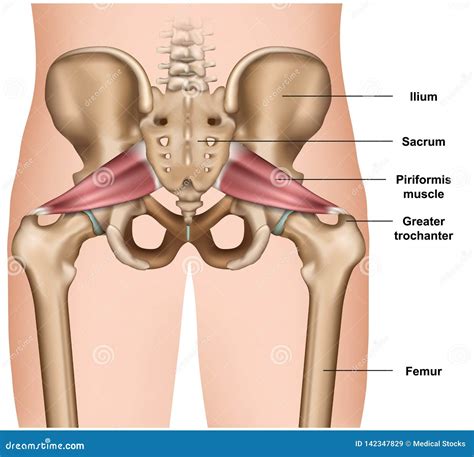 Piriformis Muscle With Hip Skeleton And Muscular System Outline Diagram