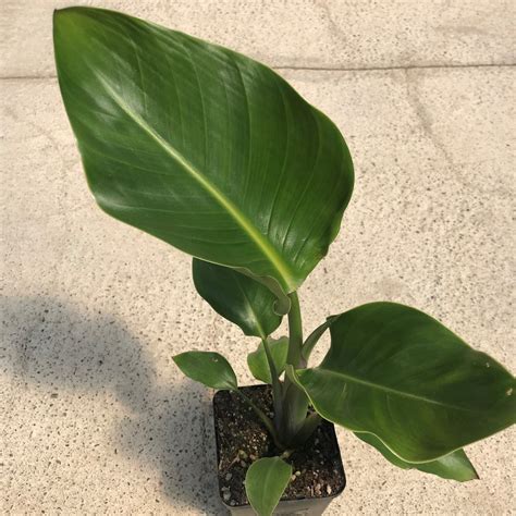 Strelitzia nicolai - Giant White Bird of Paradise (4.5" Pot) | Little