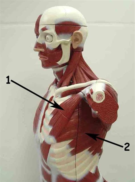 torso lateral diagram quizlet