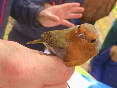 teaching kids  birds nature bird buddy blog