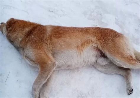 Отравлением собак в Улан-Удэ займется полиция