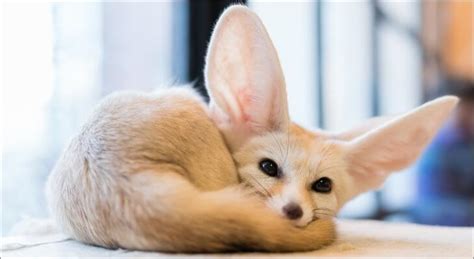 Fennec Foxes - Dale Mabry Animal Hospital