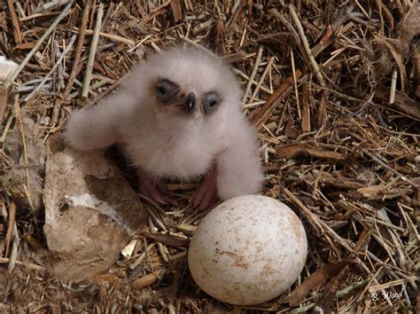 Ever seen a baby Bald Eagle? : r/interestingasfuck