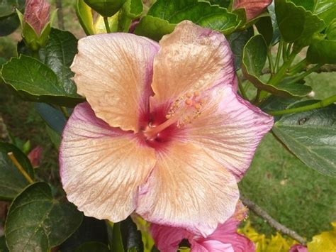 picture hibiscus macro summer leaf flower flora nature