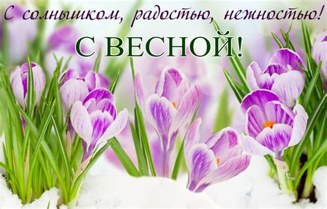 Открытка - фиолетовые цветы на снегу на День весны