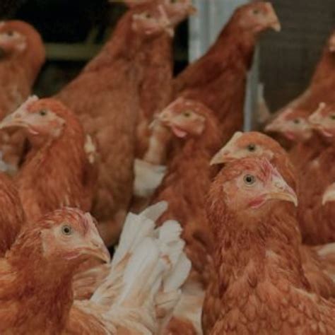 Lohman Brown Chicken - Cayden James Farm