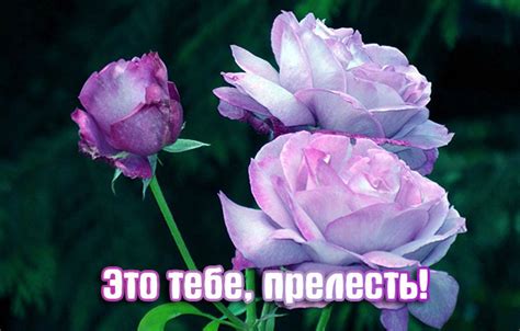 Картинки с надписями. Это тебе, прелесть!.