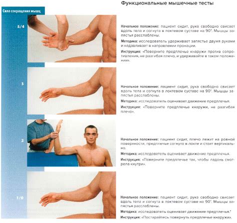 Супинатор — SportWiki энциклопедия