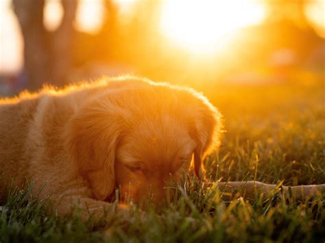 Alternative Seizure Medications for Dogs and Side Effect Info