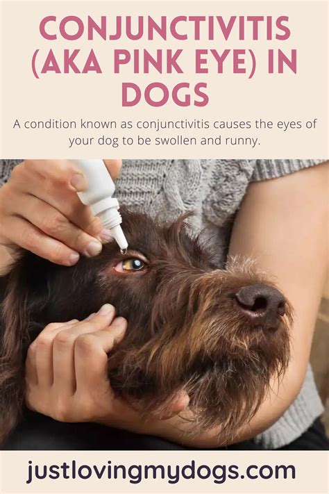 Conjunctivitis in dogs aka pink eye – Artofit