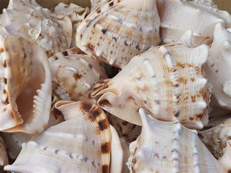 Виды ракушек черного моря и их названия - 83 фото