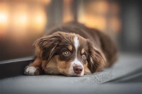 How to Check for Australian Shepherd Eye Problems | Vetericyn