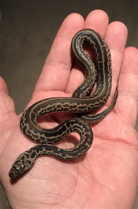 The US now Has Spotted Python Morphs Now : r/reptiles