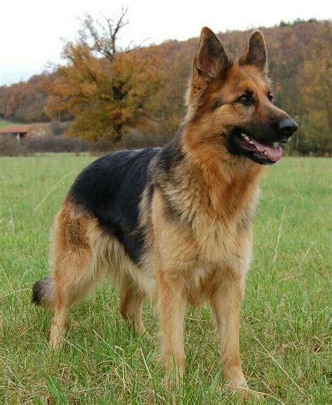 Pin de Cheryl Gregory en German shepherds | Perros pastor alemán ...