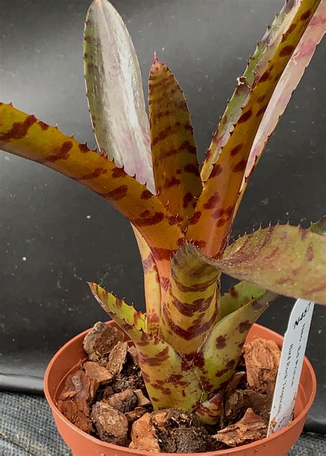 Neoregelia