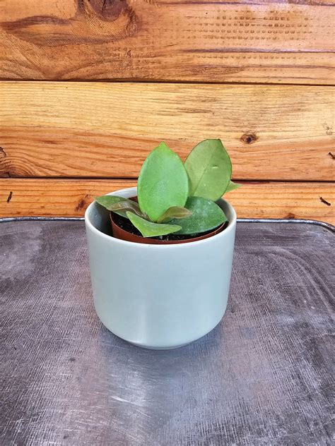 Hoya CV Chouke, 2" Plant — The Plant Farm®
