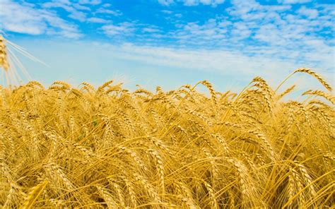 Рожь на поле » Природа » Обои для рабочего стола