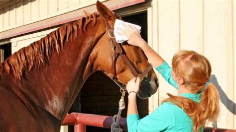 CLEANING MY HORSE’S STALL IS THE BEST PART OF MY DAY