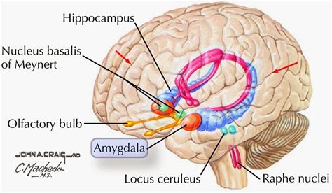 Danaela: ReiKi - Jurnalul unui maestru: Zâmbetul și Amygdala (nucleul ...